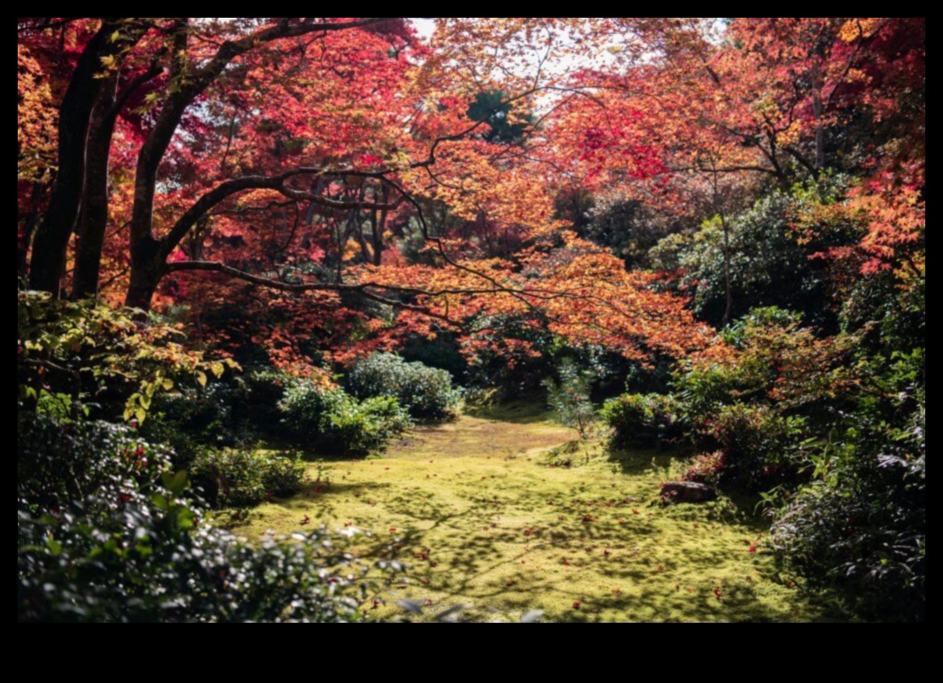 Simfonia de arțar: Grădinile japoneze în splendoarea toamnei