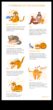 Cat Chit-Chat Decodificarea diferitelor vocalizări pentru pisici