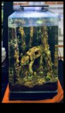 Fish Tank Artistry a continuat să proiecteze acvarii tematice pentru entuziaști