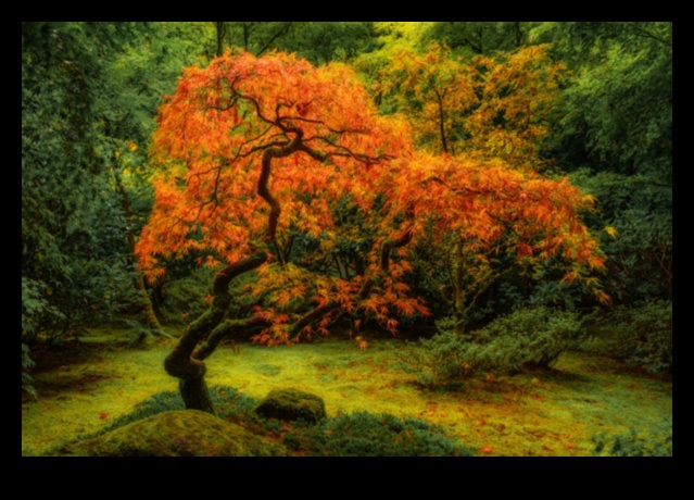 Maple Symphony Grădinile Japoneze în splendoarea toamneiO sărbătoare vizuală pentru simțuri